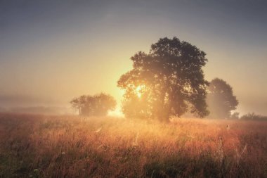 Sonbahar manzara akşam altın çayır üzerinde büyük ağaç. Ağaçların dalları ile gündoğumu. Manzara doğa