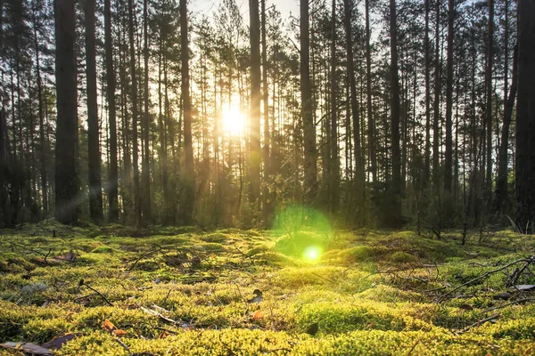 Bright sun rays in green forest. sun shines through silhouettes of the trees of forest. land in forest is covered with moss. Forest at sunset. landscape of forest summer nature.