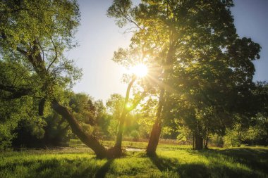 Yaz doğa açık güneşli sabahı. Yemyeşil yeşil ağaçlar ve çim güneş ışığı altında. Parlak güneş ışınları ve pitoresk Nehri'nin kıyısında ağaçlarının dalları ile. Yaz doğa güneş ışınları ile peyzaj.