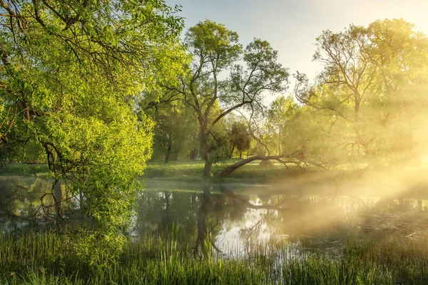 Hermoso paisaje de verano de árboles verdes a lo largo de pintorescas orillas del río en la mañana soleada. rayos de luz solar a través de la niebla y ramas de árboles — Foto de Stock