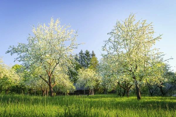 Árboles florecientes en huerto. Flores blancas en ramas de árboles en floreciente huerto de manzanas. Paisaje matutino de árbol en jardín verde. Escena rural de jardín floreciente en el pueblo en la mañana clara . — Foto de Stock