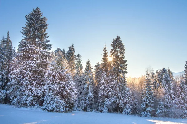 Kış ormanı Güneşli bir sabahta kış doğası. Soğuk ve karlı. — Stok fotoğraf