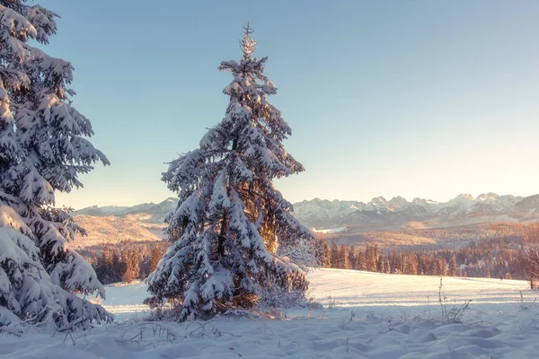 Dağlarda güzel bir kış sabahı. İnanılmaz karlı dağ va — Stok fotoğraf