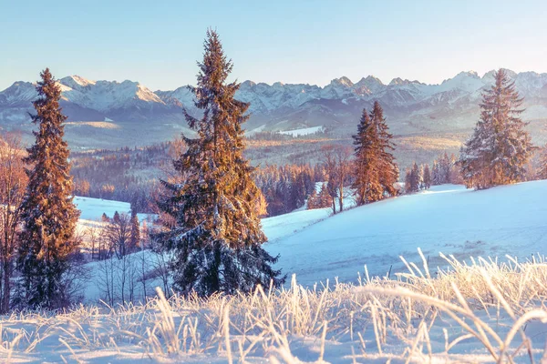 Snowy bergdal in het winterseizoen. Overdekte kerstbomen — Stockfoto