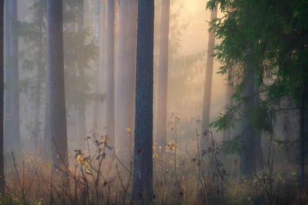 Floresta de outono em névoa. Lindo bosque à luz do sol da manhã. A — Fotografia de Stock