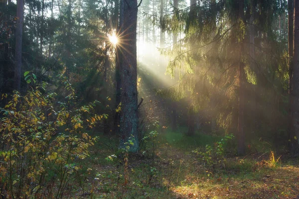 Bosque de paisaje a la luz del sol. Hermosa naturaleza salvaje con rayos de sol . — Foto de Stock