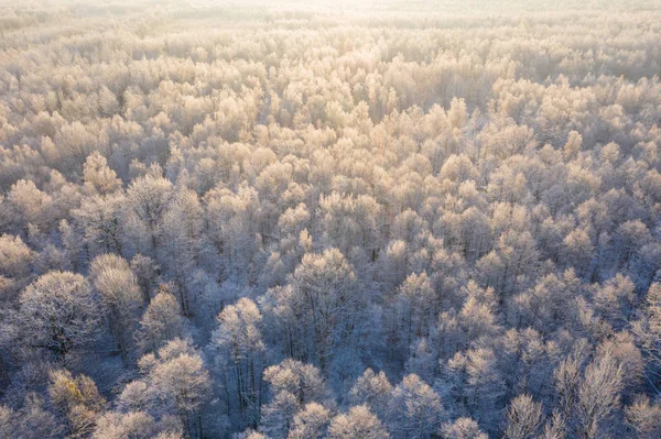 Hermosa escena de invierno al amanecer desde arriba. Árboles helados en su —  Fotos de Stock