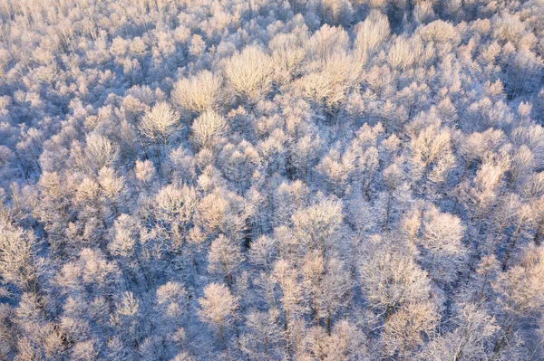 Zimní krajina. Mrazivé stromy v ranním slunci. Úžasný sníh — Stock fotografie