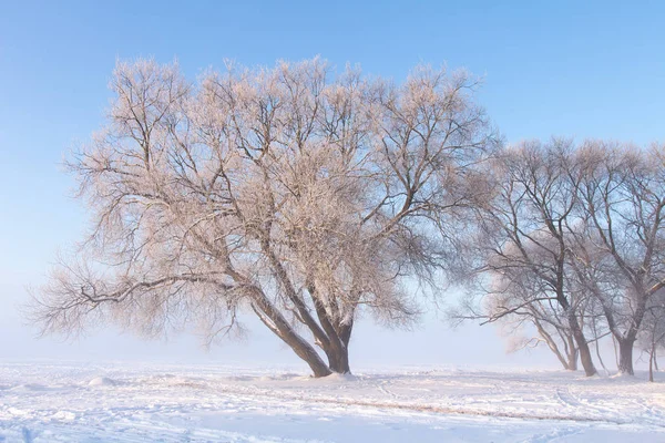 Beautiful winter scene. Snowy trees on white meadow. Bright wint