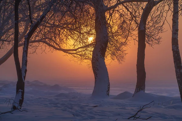 Nascer do sol de inverno. Árvores nevadas na luz solar da manhã no nevoeiro. Incrível. — Fotografia de Stock