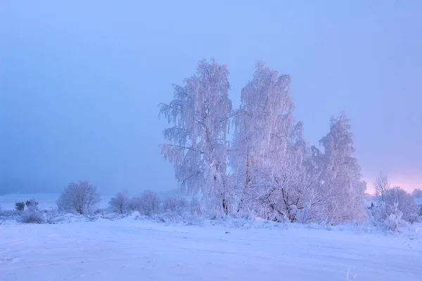 Kış doğası. Kış sahnesi. Karlı ağaçlar ağarır — Stok fotoğraf