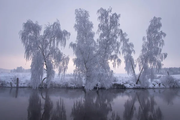 Снежные деревья на берегу реки. Зимняя сцена. Зимний пейзаж — стоковое фото