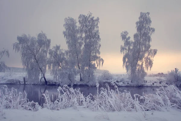 Lever de soleil d'hiver. Arbres enneigés au bord de la rivière. Belle nature sauvage — Photo