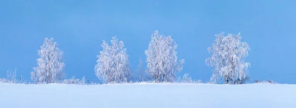 Padrão de inverno. Árvores nevadas no fundo do céu azul. Natal b — Fotografia de Stock