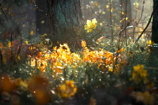 Beautiful nature background of autumn grass — 스톡 사진