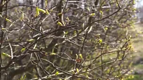 Весна Зеленая Весеннем Ветре — стоковое видео