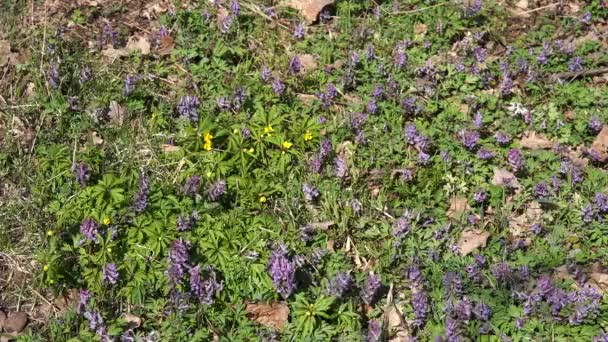 Primavera Verde Vento Primavera — Vídeo de Stock