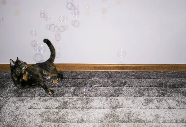 Kedi sabun toplarıyla oynuyor.