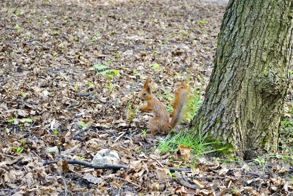 Pequeno esquilo em um parque da cidade — Fotografia de Stock