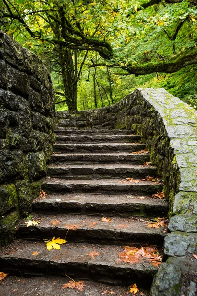 Lépcsők a zöld erdő — Stock Fotó