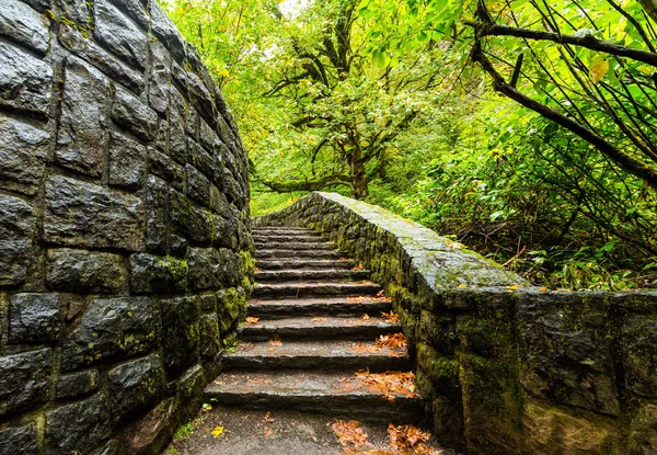 Lépcsők a zöld erdő — Stock Fotó