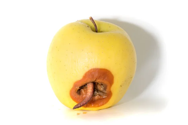 Çürük elma ile büyük solucan — Stok fotoğraf