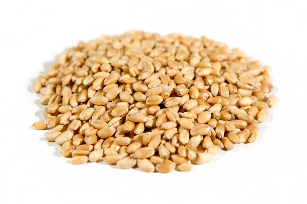 Organic hard white wheat — Stock Photo, Image