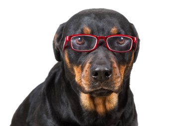 Hayal kırıklığına köpek gözlüklerle bakıyor