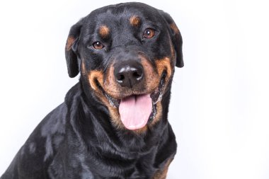 Mutlu meraklı köpek