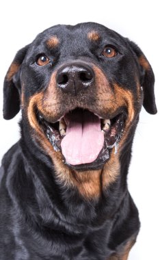 Mutlu meraklı köpek