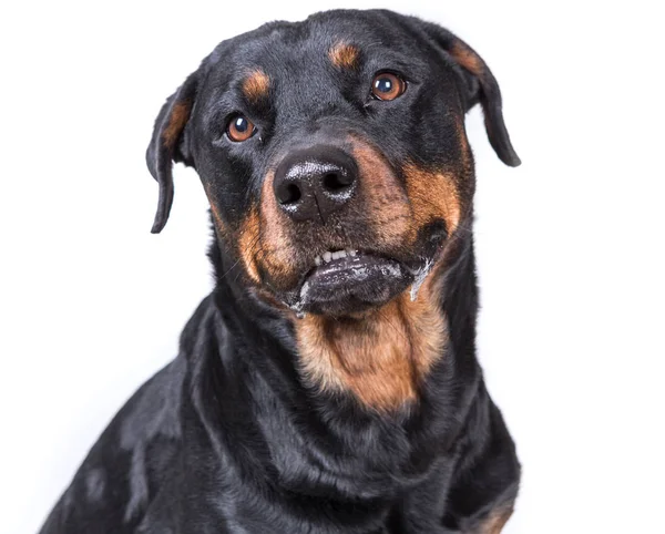 Mutlu meraklı köpek