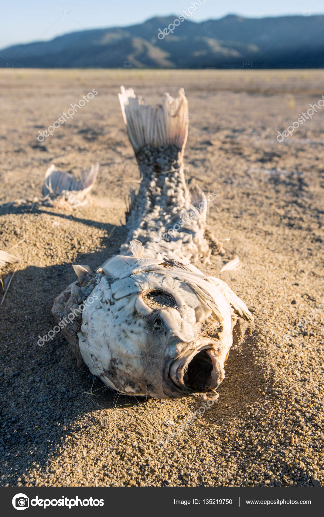 Esqueleto Sufocado Mortos Dos Peixes Foto de Stock - Imagem de