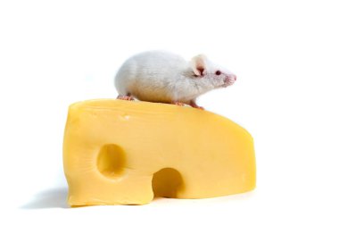 Beyaz fare peynir büyük bir blok üzerinde tünemiş