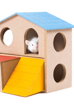 Bir kemirgen evde beyaz fare