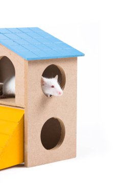 Bir kemirgen evde beyaz fare