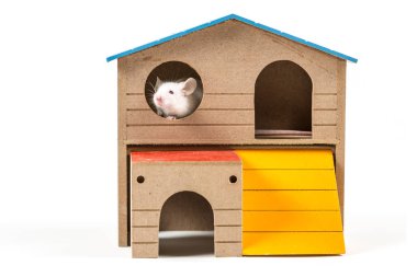 Bir kemirgen evde beyaz fare