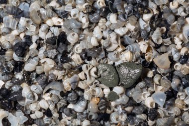 Küçük salyangoz kabukları arka plan