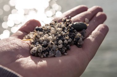 Küçük salyangoz kabukları avuç