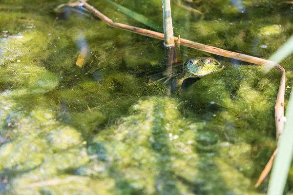 Bullfrog escondido entre os juncos — Fotografia de Stock