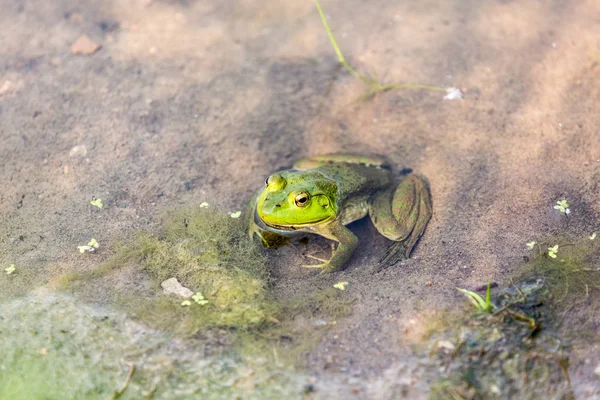 물에 숨어있는 bullfrog — 스톡 사진