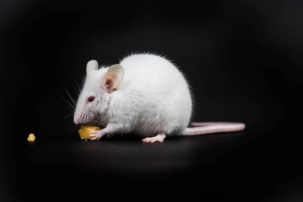 Small white mouse with a block of cheese — Stock Photo, Image