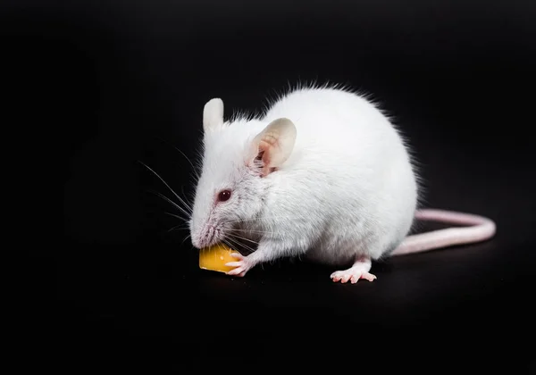 Petite souris blanche avec un bloc de fromage — Photo