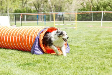 Köpek yeşil çimenli parkta kurmak bir çeviklik yarışma