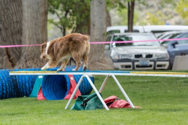 Köpek yeşil çimenli parkta kurmak bir çeviklik yarışma