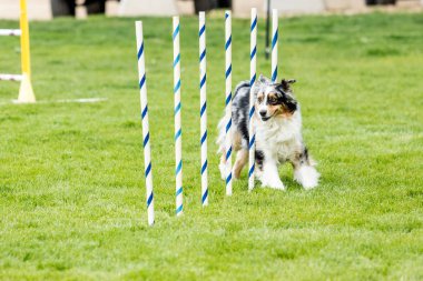 Köpek yeşil çimenli parkta kurmak bir çeviklik yarışma