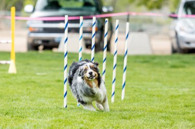 Köpek yeşil çimenli parkta kurmak bir çeviklik yarışma