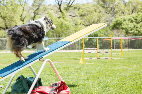 Hund bei einem Geschicklichkeitswettbewerb auf einer grünen Rasenfläche — Stockfoto