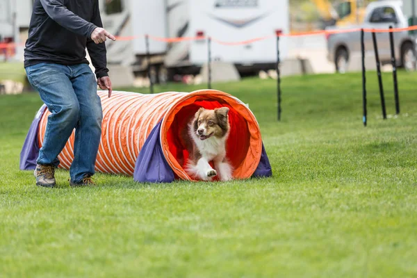 Köpek yeşil çimenli parkta kurmak bir çeviklik yarışma