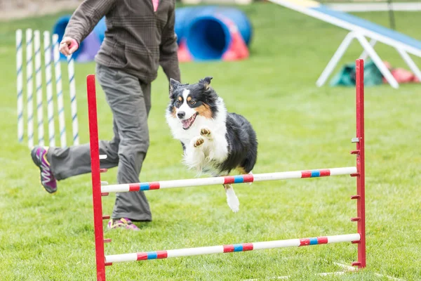 Hund bei einem Geschicklichkeitswettbewerb auf einer grünen Rasenfläche — Stockfoto