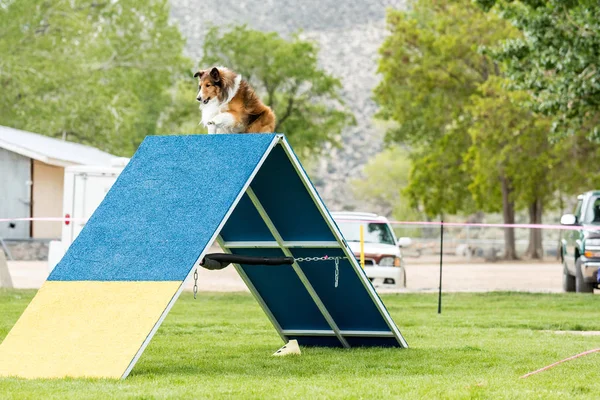 Perro en un concurso de agilidad establecido en un parque verde cubierto de hierba — Foto de Stock